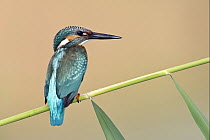 Common Kingfisher (Alcedo atthis), Rishon LeZion, Israel
