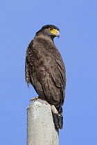 Crested Serpent-Eagle (Spilornis cheela), Penang, Malaysia