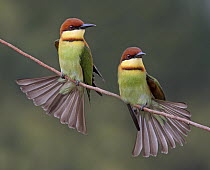 Chestnut-headed Bee-eater (Merops leschenaulti) pair, Penang, Malaysia
