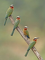 White-fronted Bee-eater (Merops bullockoides) group, Northern Cape, South Africa