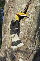Great Hornbill (Buceros bicornis) female, Singapore