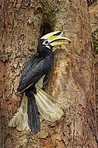 Oriental Pied-Hornbill (Anthracoceros albirostris) male bringing food to nest cavity, Singapore