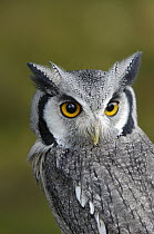 Southern White-faced Owl (Ptilopsis granti), native to southern Africa
