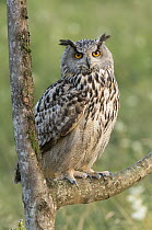 Eurasian Eagle-Owl (Bubo bubo), Schwyz, Switzerland