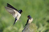 Barn Swallow (Hirundo rustica) pair courting, Netherlands