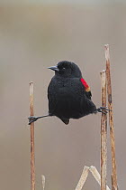 Red-winged Blackbird (Agelaius phoeniceus) male, Washington