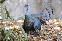 Ocellated Turkey (Meleagris ocellata) calling, Guatemala