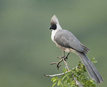Bare-faced Go-away-bird (Corythaixoides personatus), Uganda