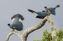Great Blue Turaco (Corythaeola cristata) trio displaying, Uganda