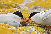 Arctic Tern (Sterna paradisaea) pair exchanging food, Farne Islands, England, United Kingdom