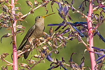 Giant Hummingbird (Patagona gigas), O'Higgins Region, Chile
