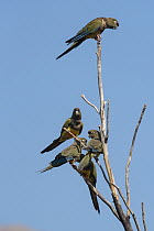 Burrowing Parrot (Cyanoliseus patagonus) group, O'Higgins Region, Chile