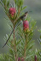 Cape Sugarbird (Promerops cafer), Western Cape, South Africa