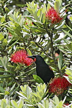 Saddleback (Philesturnus carunculatus), North Island, New Zealand