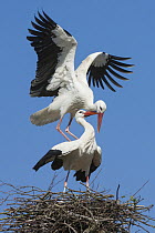 White Stork (Ciconia ciconia) pair mating, Lower Saxony, Germany