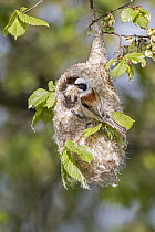 Eurasian Penduline-Tit (Remiz pendulinus) male building nest, Saxony-Anhalt, Germany