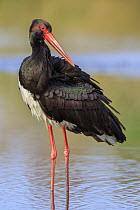 Black Stork (Ciconia nigra), Greece