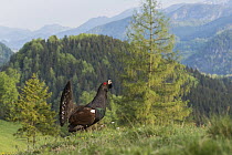 Western Capercaillie (Tetrao urogallus) male displaying in mountains, Upper Austria, Austria