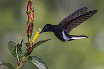 Black Jacobin (Melanotrochilus fuscus) hummingbird feeding on flower nectar, Atlantic Rainforest, Brazil