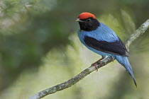 Swallow-tailed Manakin (Chiroxiphia caudata) male, Atlantic Rainforest, Brazil