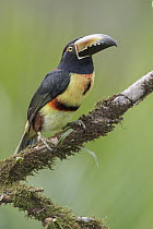 Collared Aracari (Pteroglossus torquatus), Costa Rica