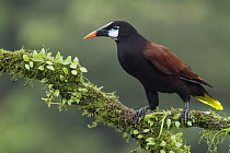 Montezuma Oropendola (Psarocolius montezuma), Costa Rica