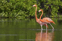 Greater Flamingo (Phoenicopterus ruber) pair wading, Cuba