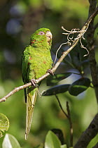Cuban Parakeet (Aratinga euops), Cuba