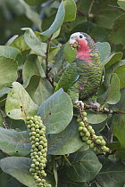 Cuban Parrot (Amazona leucocephala) feeding on fruit, Cuba