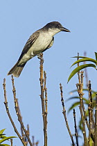 Giant Kingbird (Tyrannus cubensis), Cuba