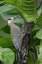 West Indian Woodpecker (Melanerpes superciliaris) male, Cuba