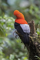 Andean Cock-of-the-rock (Rupicola peruvianus), Manu National Park, Peru