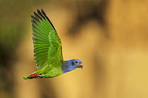 Blue-headed Parrot (Pionus menstruus) flying, Manu National Park, Peru