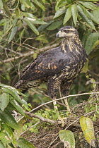 Great Black Hawk (Buteogallus urubitinga), Manu National Park, Peru