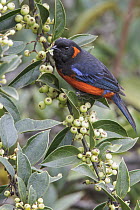 Scarlet-bellied Mountain-Tanager (Anisognathus igniventris), Manu National Park, Peru