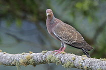 Picazuro Pigeon (Patagioenas picazuro), Atlantic Rainforest, Brazil