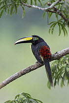 Many-banded Aracari (Pteroglossus pluricinctus), Ecuador