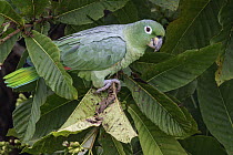 Mealy Parrot (Amazona farinosa), Ecuador