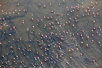 Greater Flamingo (Phoenicopterus ruber) group flying, Andalusia, Spain