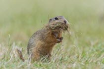 European Ground Squirrel (Spermophilus citellus) carrying nesting material, Austria