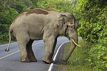 Asian Elephant (Elephas maximus) male crossing road, Khao Yai National Park, Thailand