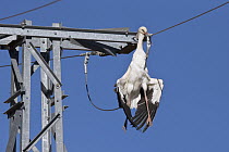 White Stork (Ciconia ciconia) killed by powerline, Merzouga, Morocco