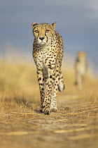 Cheetah (Acinonyx jubatus) females, native to Africa