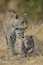 Leopard (Panthera pardus) mother with cub, Sabi-sands Game Reserve, South Africa
