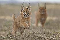Caracal (Caracal caracal) cubs running, native to Africa and Asia