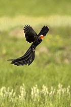 Long-tailed Widow (Euplectes progne) flying, KwaZulu-Natal, South Africa