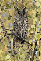 Long-eared Owl (Asio otus), Utrecht, Netherlands