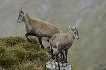 Alpine Ibex (Capra ibex) sub-adults on cliff, Valais, Alps, Switzerland