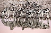 Burchell's Zebra (Equus burchellii) herd drinking at waterhole, Etosha National Park, Namibia
