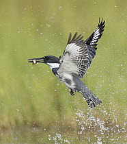 Belted Kingfisher (Megaceryle alcyon) male flying with fish prey, Florida